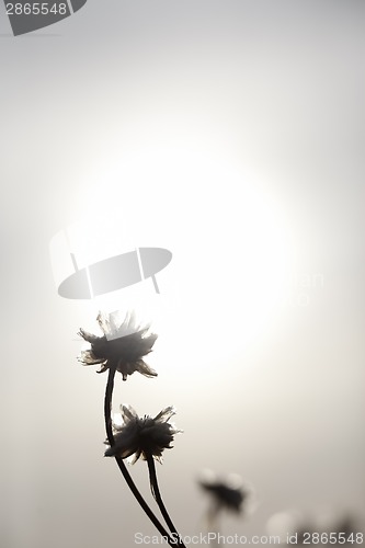 Image of Flowers and Sun