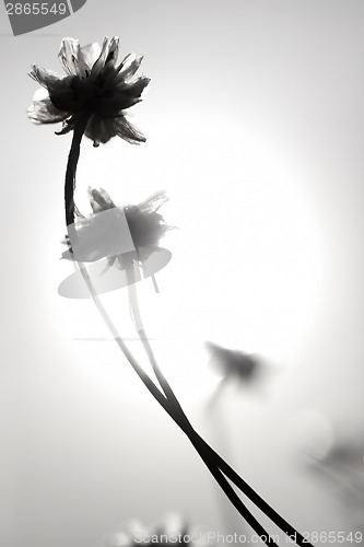 Image of Flowers and Sun