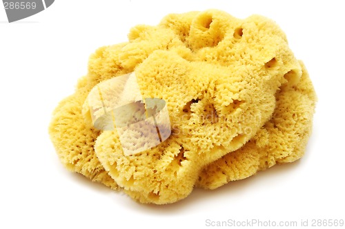 Image of Natural Sponge