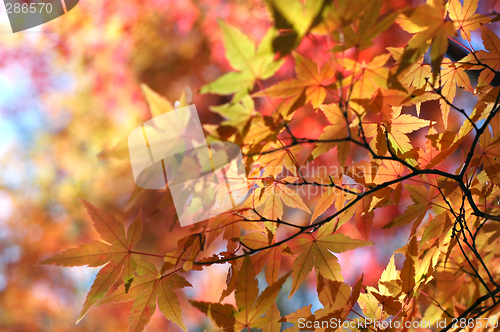 Image of Japanese red maple