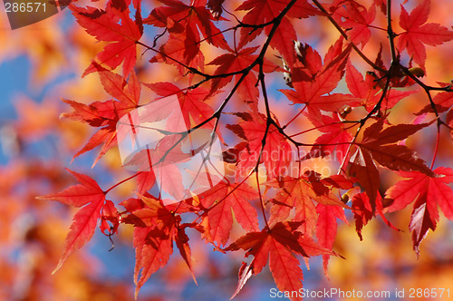 Image of Japanese maple