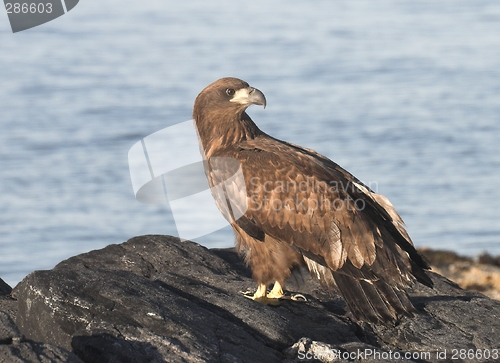 Image of Young White tailed Eagle.