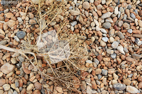 Image of Dead sea kale on a shingle beach