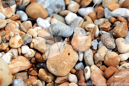 Image of Grasshopper sitting on stones