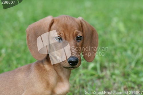 Image of Dachshund