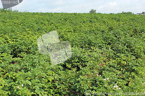 Image of Kitchen garden of the big plants of potato