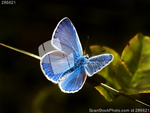 Image of common blue butterfly