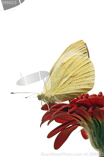 Image of Small White butterfly profile