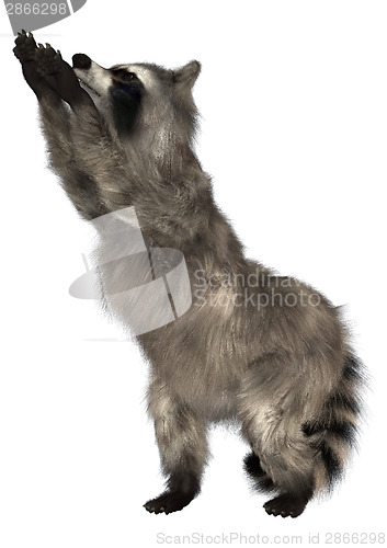 Image of Raccoon