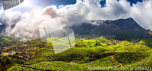 Image of Tea plantations in India