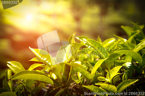 Image of Close up of tea leaves. Tea plantations in India