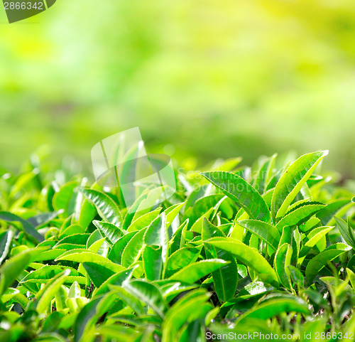 Image of Close up of tea leaves. Tea plantations in India