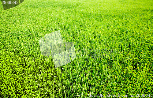 Image of Grass background