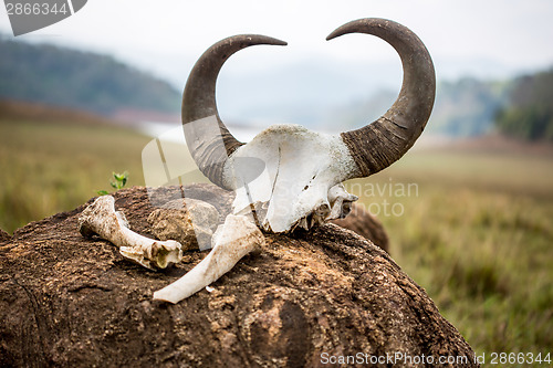 Image of Gaur - Indian bison, skull and bones