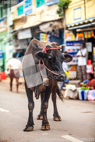 Image of Cow on the street of Indian town