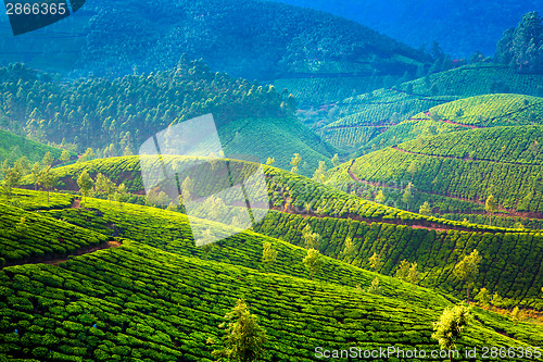 Image of Tea plantations in India