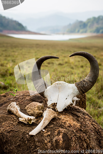 Image of Gaur - Indian bison, skull and bones