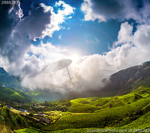 Image of Tea plantations in India