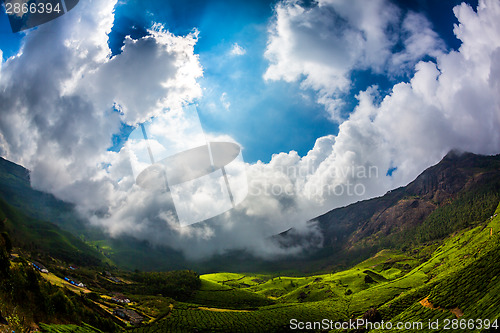 Image of Tea plantations in India