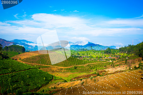 Image of Tea plantations in India