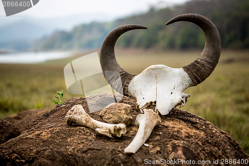 Image of Gaur - Indian bison, skull and bones