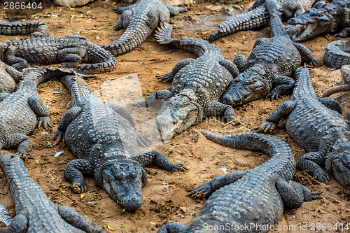 Image of Crocodile alligator