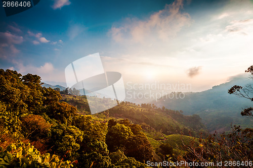 Image of Tea plantations in India