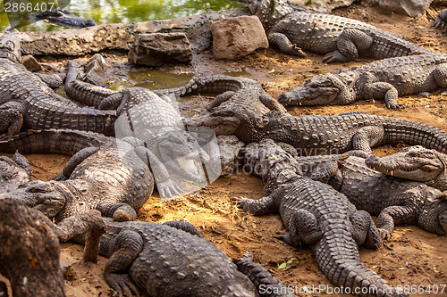 Image of Crocodile alligator