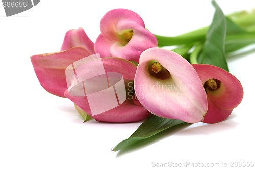 Image of Pink callas