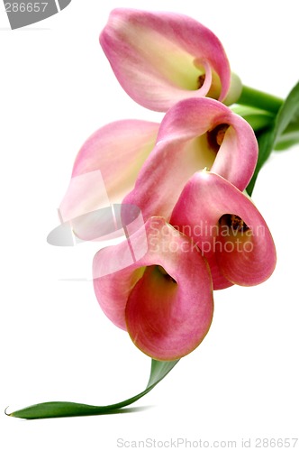 Image of Pink callas