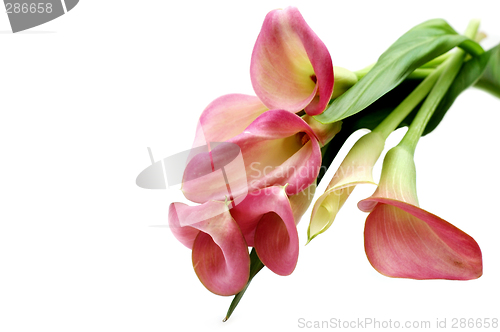 Image of Pink callas