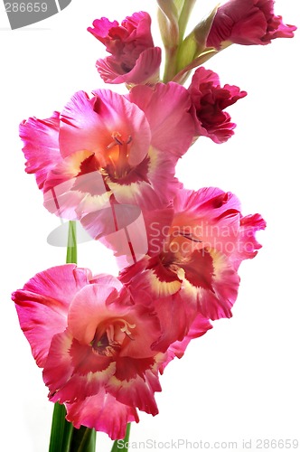 Image of Gladiolus