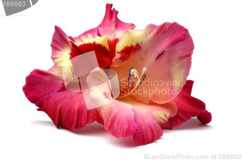 Image of Gladiolus