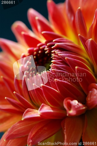 Image of Close-up of dahlia