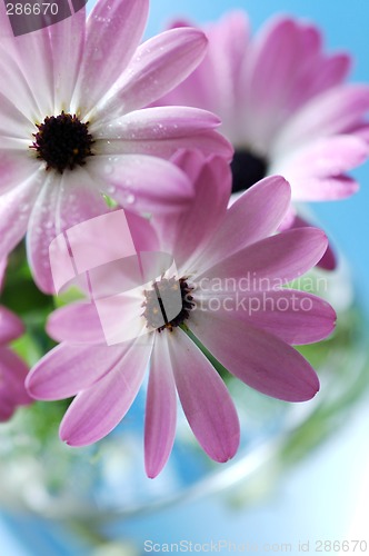 Image of Pink daisies