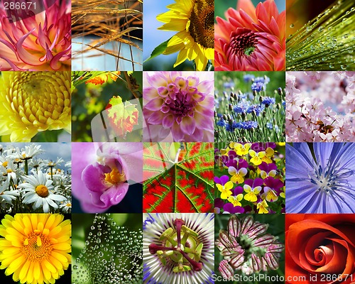 Image of Flower collection