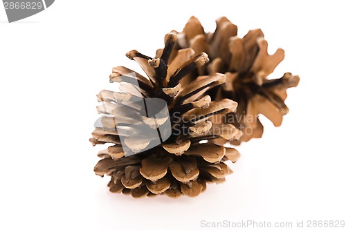 Image of brown pine cone isolated on white background 