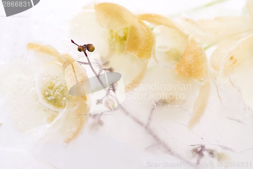 Image of Frozen flowers. blossoms in the ice cube