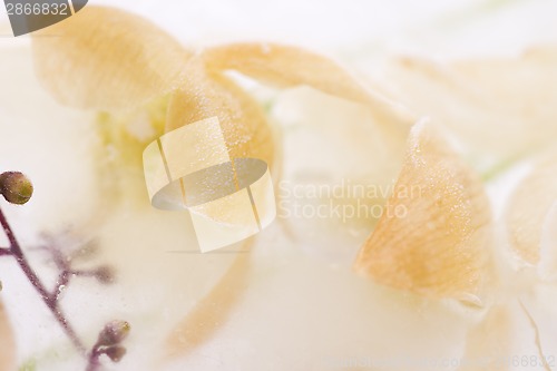 Image of Frozen flowers. blossoms in the ice cube