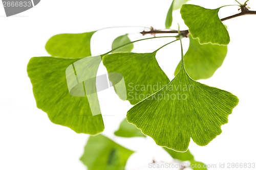 Image of Ginkgo biloba leaf isolated on white