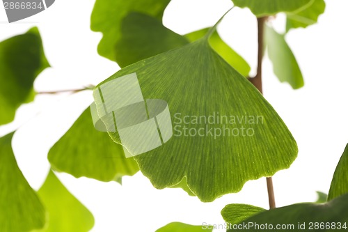 Image of Ginkgo biloba leaf isolated on white