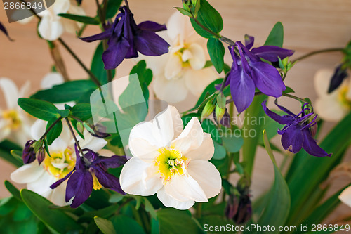 Image of Flowers of narcissuses and an akvilegiya on a pink background.
