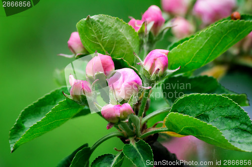 Image of Buds of flowers of an apple-tree and leaves on an apple-tree bra