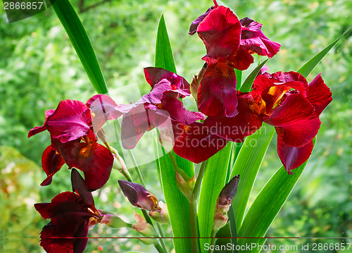 Image of Bouquet of blossoming irises against a green garden.