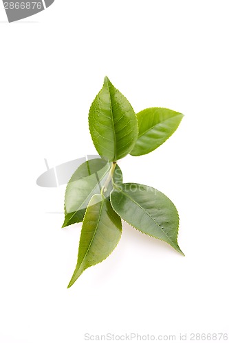 Image of fresh tea leaves isoalted on the white background