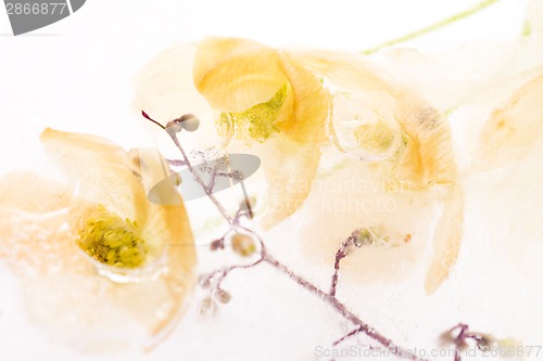 Image of Frozen flowers. blossoms in the ice cube