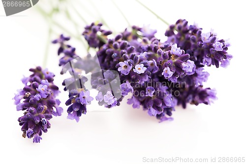 Image of Lavender flowers on the white background