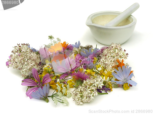 Image of Herbs
