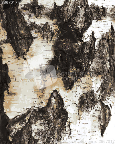 Image of Birch bark texture pattern