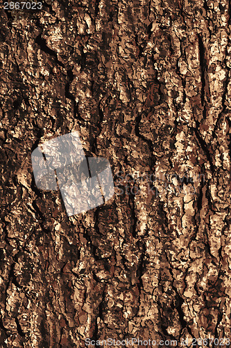 Image of Pine bark texture pattern